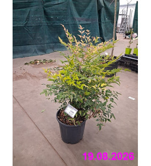 Nandina domestica C 10 L